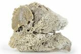Sparkling, Agatized Fossil Coral Geode - Florida #250940-1